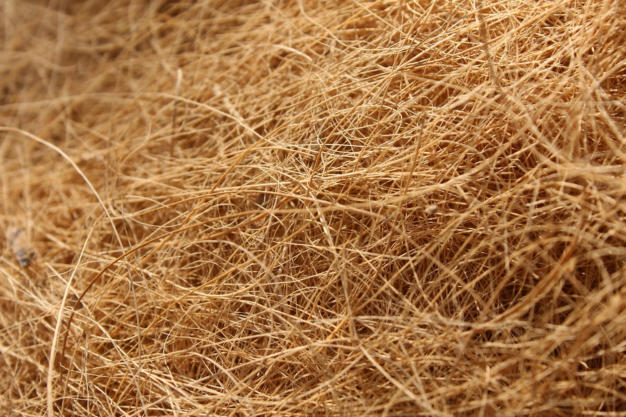 Gros plan sur fibres naturelles de coco brunes et dorées entremêlées, texture rugueuse et organique